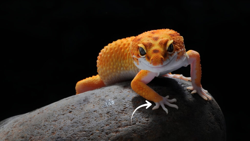 En 25 jours, ce reptile franchit 590 kilomètres en mer : un trajet largement dicté par les courants